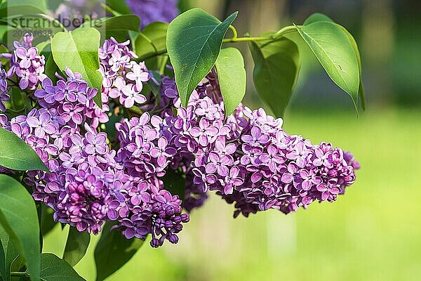 Blühender Flieder im botanischen Garten im Frühling