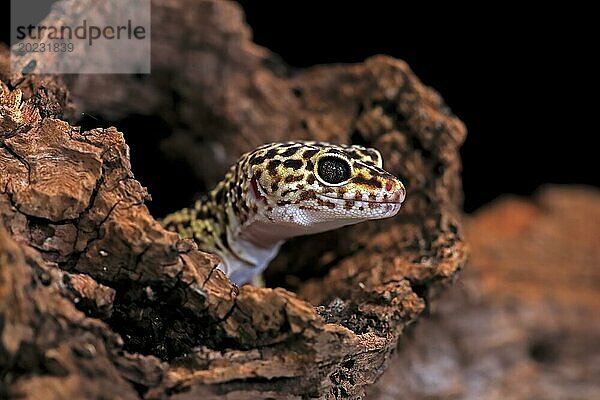 Leopardgecko  (Eublepharis macularius)  adult  Portrait  schaut aus Bau  captive