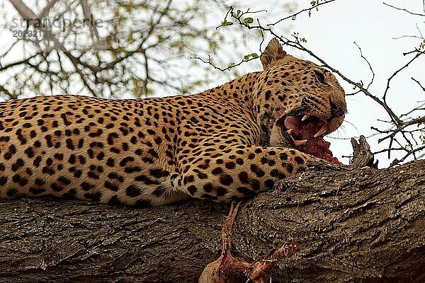 Leopard beim fressen auf einem Baum im Krüger Nationalpark in Südafrika