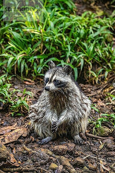 Waschbär in Natürlicher Umgebung  Großaufnahme  Portrait des Tieres auf Guadeloupe au Parc des Mamelles  in der Karibik. Französische Antillen  Frankreich  Europa