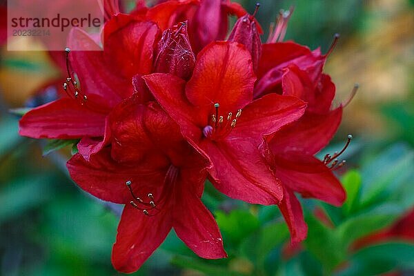 Rhododendron (Azalee) blüht in verschiedenen Farben im Frühlingsgarten. Nahaufnahme. Unscharfer Hintergrund