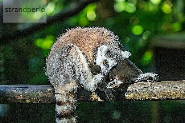 Lemuren in natürlicher Umgebung  Nahaufnahme  Porträt des Tieres auf Guadeloupe au Parc des Mamelles  in der Karibik. Französische Antillen  Frankreich  Europa