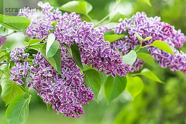 Blühender Flieder im botanischen Garten im Frühling