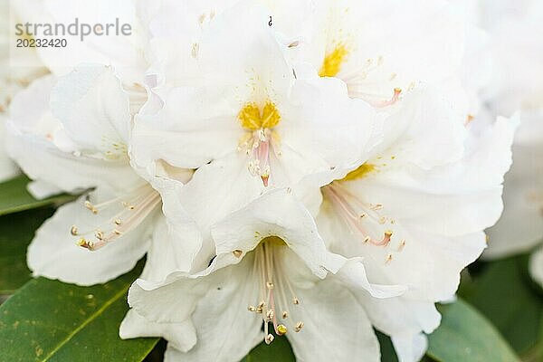 Rhododendron (Azalee) blüht in verschiedenen Farben im Frühlingsgarten. Nahaufnahme. Unscharfer Hintergrund