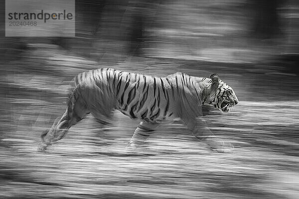 Der männliche Bengaltiger (Panthera tigris tigris) läuft durch den Wald  der im Hintergrund verschwommen ist. Er hat orange-schwarze Streifen mit weißen Flecken auf Kopf und Brust. Aufgenommen im Bandhavgarh-Nationalpark  Indien; Manpur  Madhya Pradesh  Indien