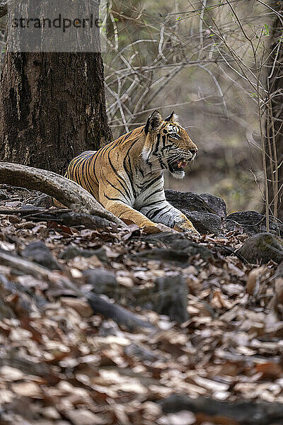 Der Bengaltiger (Panthera tigris tigris) liegt zwischen Felsen unter einem Baum; Madhya Pradesh  Indien