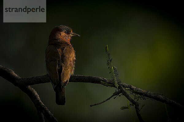 Goldwalze (Coracias benghalensis benghalensis) mit einem Fanglicht im Auge sitzt auf einem dünnen Ast in einem Wald. Es hat ein rosafarbenes Gesicht mit einem blauen Fleck auf dem Kopf und braunen Flügeln. Aufgenommen im Bandhavgarh-Nationalpark  Indien; Madhya Pradesh  Indien