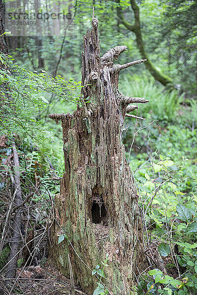 Nahaufnahme eines alten  moosbedeckten Baumstumpfes entlang des Watershed Forest Trail; Delta  British Columbia  Kanada