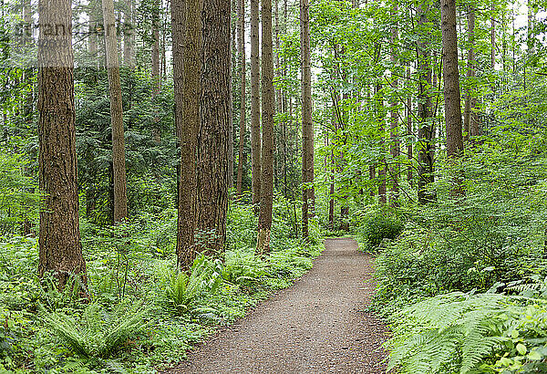 Blick auf einen Feldweg durch den Watershed Forest Trail; Delta  British Columbia  Kanada