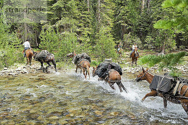 Pferde werden durch einen Bach im King's Canyon National Park geführt; Kalifornien  Vereinigte Staaten von Amerika