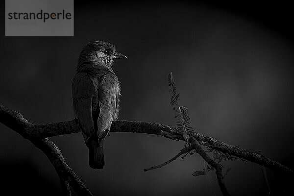 Goldwalze (Coracias benghalensis benghalensis) mit einem Fanglicht im Auge sitzt auf einem dünnen Ast in einem Wald. Aufgenommen im Bandhavgarh-Nationalpark  Indien; Madhya Pradesh  Indien