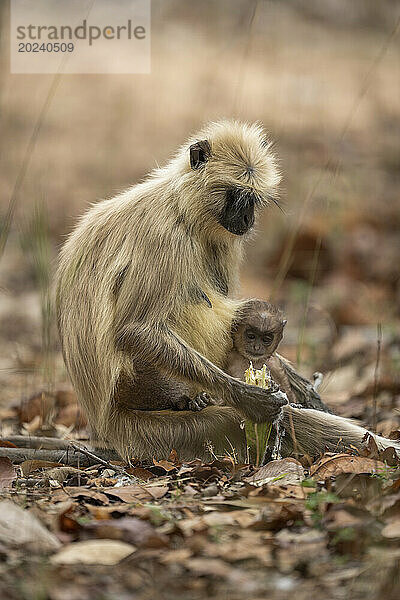 Grauer Langur der nördlichen Ebene (Semnopithecus entellus) sitzt mit Baby im Bandhavgarh-Nationalpark; Madhya Pradesh  Indien