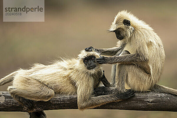 Grauer Langur der nördlichen Ebene (Semnopithecus entellus) pflegt einen anderen im Bandhavgarh-Nationalpark; Madhya Pradesh  Indien