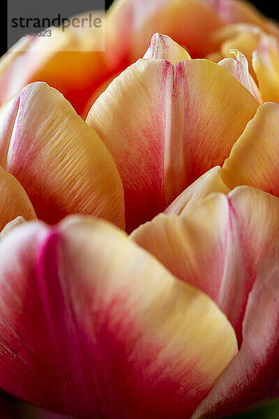 Nahaufnahme zarter Blütenblätter einer blühenden Tulpe; Calgary  Alberta  Kanada