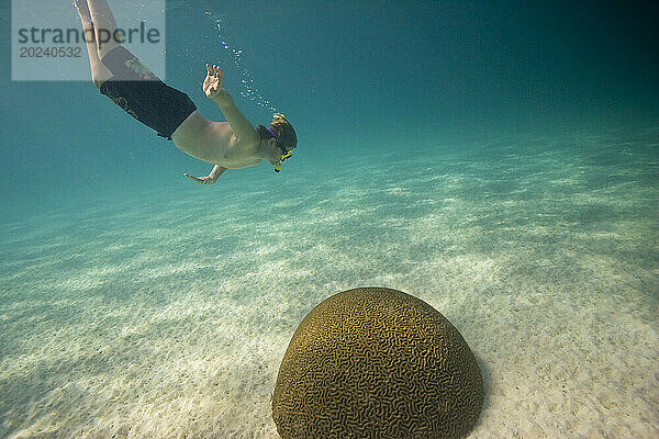 Junger Schnorchler taucht in Richtung Korallen im Buccoo Reef und Nylon Pool  Tobago; Tobago  Republik Trinidad und Tobago