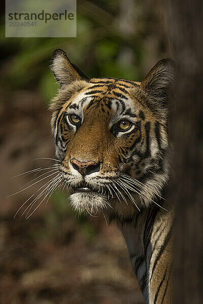 Nahaufnahme eines Bengalischen Tigers (Panthera tigris tigris)  der in die Kamera blickt; Madhya Pradesh  Indien