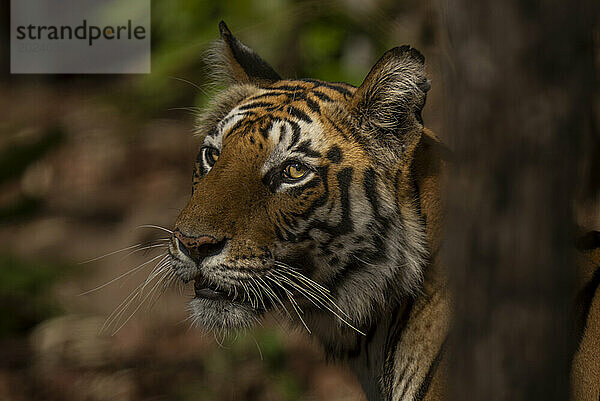 Nahaufnahme eines Bengal-Tigers (Panthera tigris tigris)  der hinter einem Baum steht. Es hat orange  schwarze und weiße Streifen auf dem Kopf; Madhya Pradesh  Indien