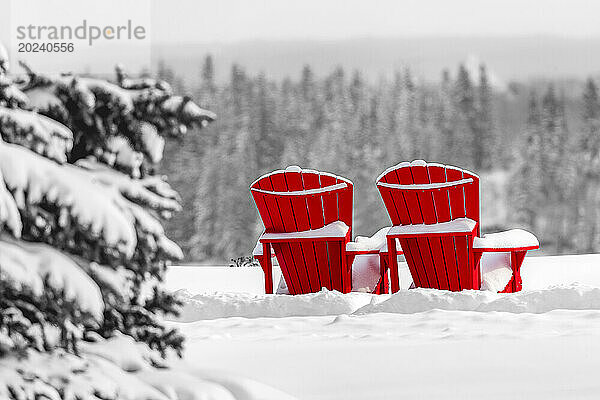 Zwei leuchtend rote Adirondack-Stühle  schneebedeckt  vor einer schneebedeckten Szene mit einem immergrünen Hügel im Hintergrund; Calgary  Alberta  Kanada