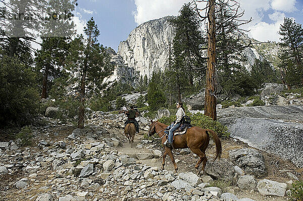 Pferde werden durch die Berge im King's Canyon National Park geführt; Kalifornien  Vereinigte Staaten von Amerika