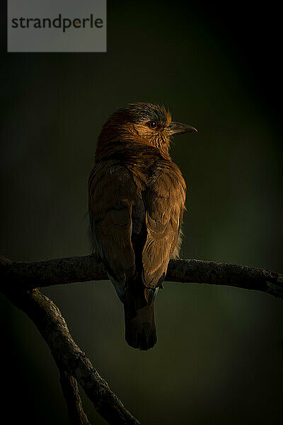 Goldwalze (Coracias benghalensis benghalensis) mit einem Fanglicht im Auge sitzt auf einem dünnen Ast in einem Wald. Es hat ein rosafarbenes Gesicht mit einem blauen Fleck auf dem Kopf und braunen Flügeln. Aufgenommen im Bandhavgarh-Nationalpark  Indien; Madhya Pradesh  Indien