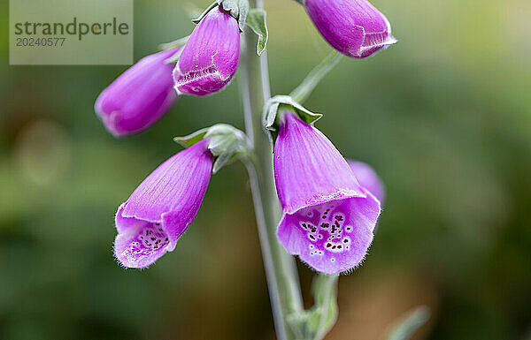 Nahaufnahme von violetten Fingerhutblüten (Digitalis)  die im Delta-Gebiet von BC wachsen; Delta  British Columbia  Kanada