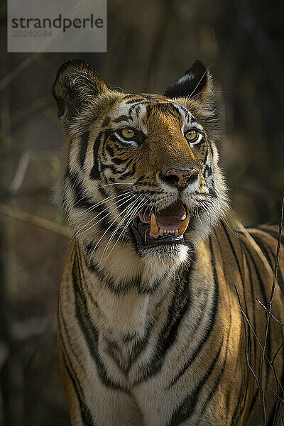 Nahaufnahme eines bengalischen Tigers (Panthera tigris tigris)  der mit offenem Maul in einem Wald steht; Madhya Pradesh  Indien