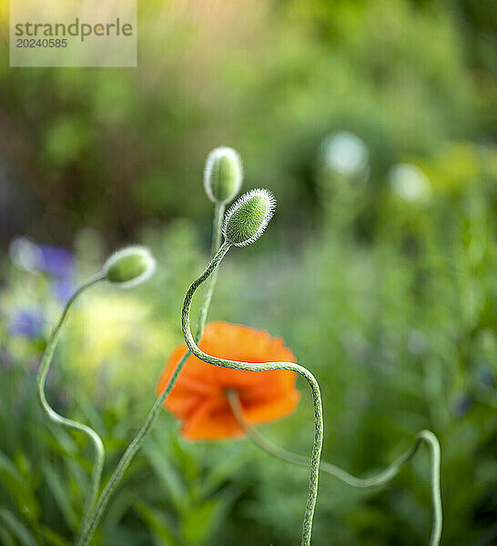 Nahaufnahme flauschiger Mohnblütenknospen (Papaver) mit gekräuselten Stielen auf einem Feld; Nord-Vancouver  British Columbia  Kanada