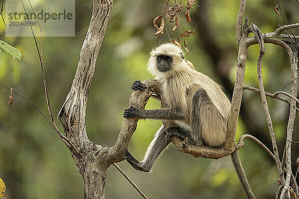 Der Graulangur der nördlichen Ebene (Semnopithecus entellus) sitzt in einem Baum im Bandhavgarh-Nationalpark. Madhya Pradesh  Indien