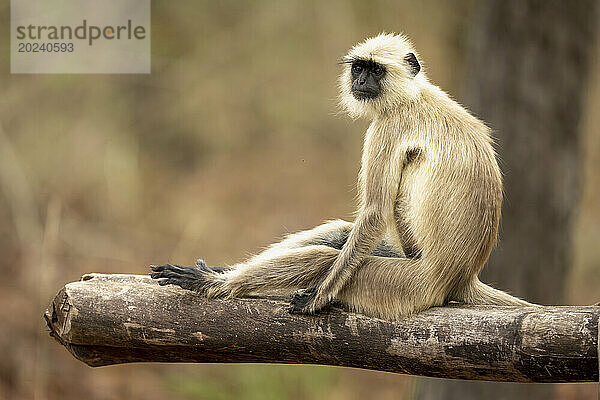 Der Graulangur der nördlichen Ebene (Semnopithecus entellus) sitzt kopfüber im Bandhavgarh-Nationalpark; Madhya Pradesh  Indien