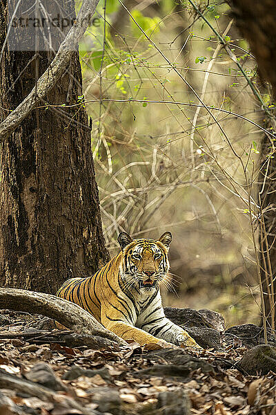 Bengalischer Tiger (Panthera tigris tigris) liegt im Wald und beobachtet Kamera; Madhya Pradesh  Indien