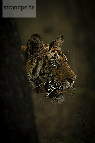 Bengalischer Tiger (Panthera tigris tigris) steckt seinen Kopf an einem Baum in einem Wald vorbei und lässt sein Maul offen hängen. Es hat orange  schwarze und weiße Streifen auf dem Kopf; Madhya Pradesh  Indien