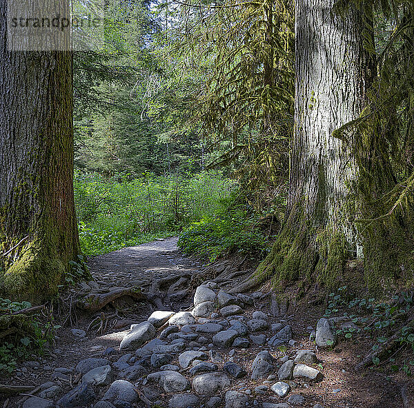 Magischer Waldweg des Cedars Mill Trail im Lynn Valley Canyon; Nord-Vancouver  British Columbia  Kanada