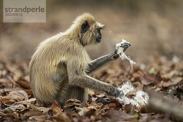 Grauer Langur der nördlichen Ebene (Semnopithecus entellus) sitzt mit Kapok (Ceiba pentandra)  Bandhavgarh-Nationalpark; Madhya Pradesh  Indien