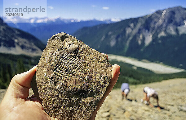 Fossil gefunden im Schiefer von Burgess Shale im Yoho-Nationalpark  BC  Kanada; British Columbia  Kanada