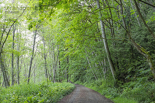 Blick auf einen Feldweg durch den Watershed Forest Trail; Delta  British Columbia  Kanada