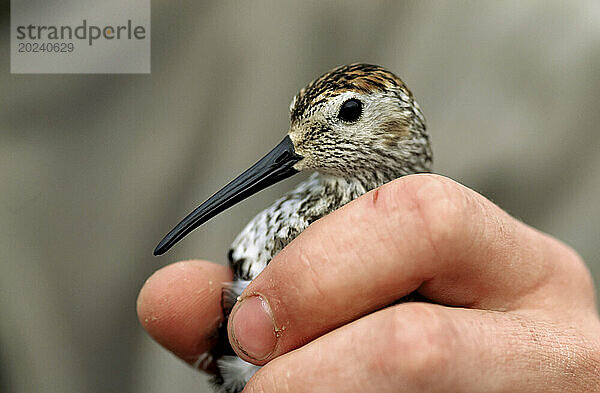 Alpenstrandläufer (Calidris alpina) in der Hand eines Mannes; North Slope  Alaska  Vereinigte Staaten von Amerika