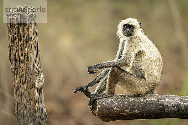 Grauer Langur der nördlichen Ebene (Semnopithecus entellus) sitzt auf einem Tor im Bandhavgarh-Nationalpark; Madhya Pradesh  Indien