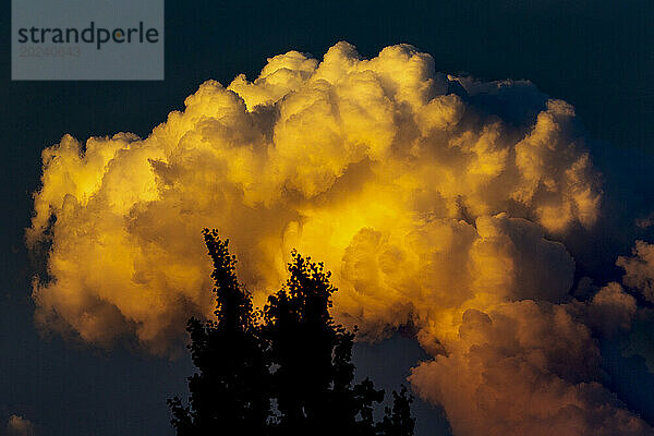 Dramatisch warm leuchtende Gewitterwolken bei Sonnenuntergang mit dunkelblauem Himmel und einer Silhouette von Bäumen im Vordergrund; Calgary  Alberta  Kanada