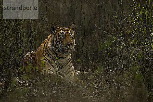 Bengalischer Tiger (Panthera tigris tigris) starrt im Gebüsch nach vorn; Madhya Pradesh  Indien