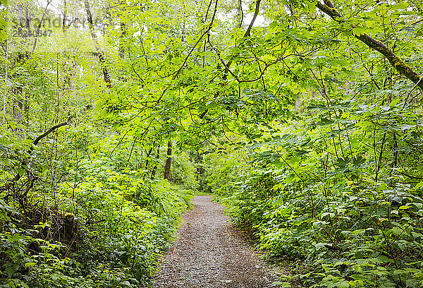 Blick auf einen Feldweg durch den Watershed Forest Trail; Delta  British Columbia  Kanada