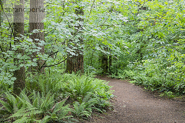 Blick auf einen Feldweg durch den Watershed Forest Trail; Delta  British Columbia  Kanada