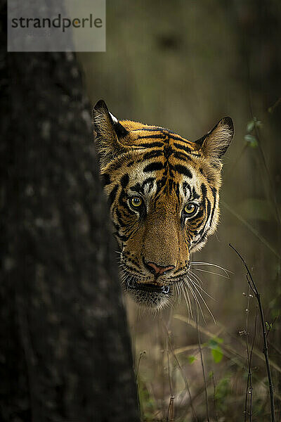 Der Bengaltiger (Panthera tigris tigris) steht mit dem Kopf um einen Baum in einem Wald herum. Es hat orange  schwarze und weiße Streifen auf dem Kopf; Madhya Pradesh  Indien