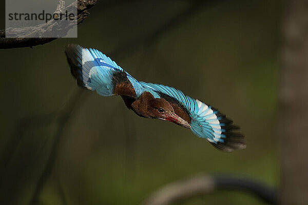 Weißkehl-Eisvogel (Halcyon smyrnensis) taucht mit ausgebreiteten Flügeln vom Baum im Bandhavgarh-Nationalpark; Manpur  Madhya Pradesh  Indien