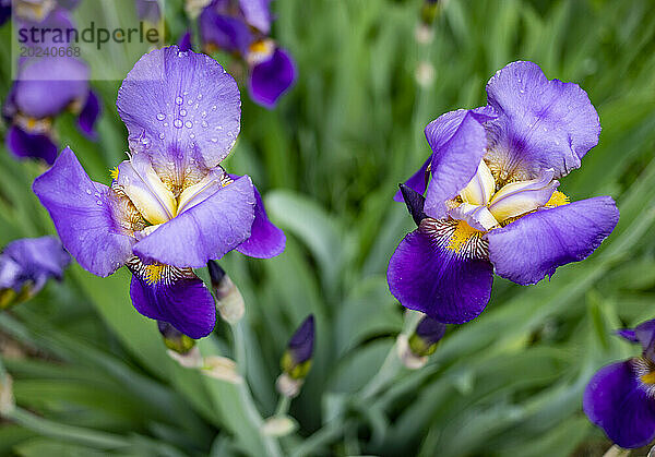 Nahaufnahme leuchtender  tiefvioletter Irisblüten  benetzt mit Wassertropfen; Surrey  British Columbia  Kanada