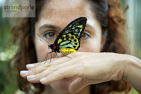 Cairns Birdwing-Schmetterling (Ornithoptera euphorion) landet auf der Hand einer Frau in einem Zoo; Omaha  Nebraska  Vereinigte Staaten von Amerika