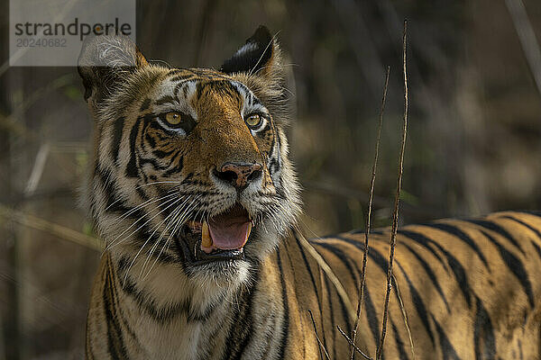 Nahaufnahme eines bengalischen Tigers (Panthera tigris tigris)  der mit offenem Maul in einem Wald steht; Madhya Pradesh  Indien