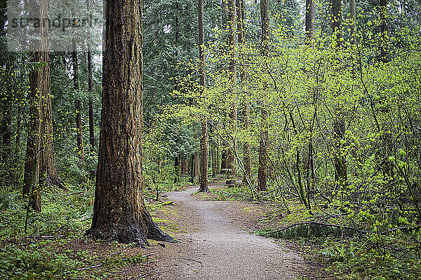 Blick auf einen Feldweg durch den Green Timbers Urban Forest; Surrey  British Columbia  Kanada