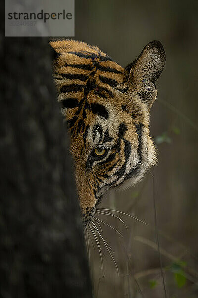 Bengalischer Tiger (Panthera tigris tigris) steht mit Blick auf einen Baumstamm in einem Wald. Es hat orange  schwarze und weiße Streifen auf dem Kopf; Madhya Pradesh  Indien