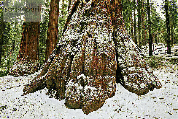Schneebedeckter Riesenmammutbaum (Sequoiadendron giganteum) im südlichen Teil des Yosemite-Nationalparks. Der Mariposa Grove of Giant Sequoias ist der größte Mammutbaumhain in Yosemite und beherbergt über 500 ausgewachsene Riesenmammutbäume. Die Nationalparkidee hat ihre Wurzeln im Mariposa Grove. Im Jahr 1864 unterzeichnete Präsident Lincoln ein Gesetz zum Schutz des Mariposa Grove und des Yosemite Valley zur „öffentlichen Nutzung  als Erholungsort und zur Erholung“. Dieses bahnbrechende Gesetz nimmt einen wichtigen Platz in der Geschichte unseres Landes ein und wurde zu einer Zeit erlassen  als das Land in den Bürgerkrieg verwickelt war. Zum ersten Mal in der Geschichte der USA hat die Bundesregierung landschaftlich reizvolle Naturgebiete zum Schutz für künftige Generationen reserviert. Später im Jahr 1906 zum Yosemite-Nationalpark hinzugefügt  ist der Mariposa Grove ein beliebtes Ausflugsziel; Kalifornien  Vereinigte Staaten von Amerika