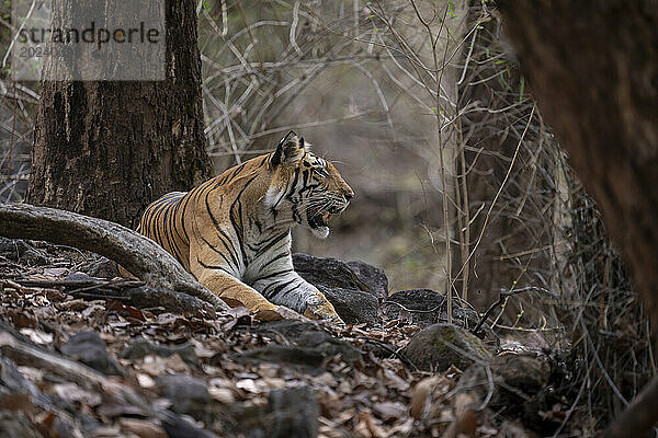 Der Bengaltiger (Panthera tigris tigris) liegt zwischen Felsen unter einem Baum und öffnet sein Maul; Madhya Pradesh  Indien